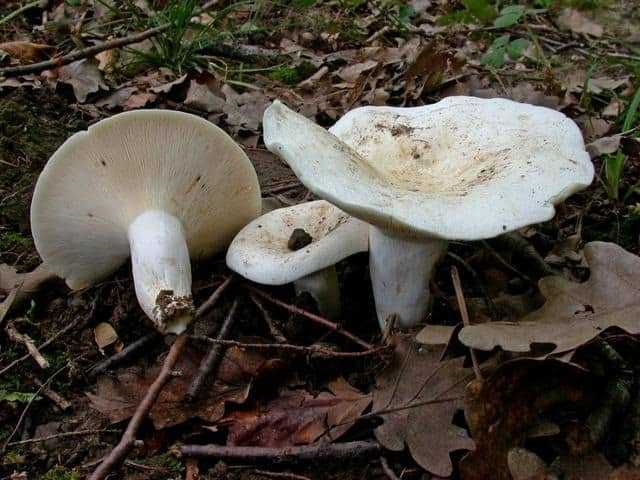 Какие грибы похожи на белые грузди: все разновидности