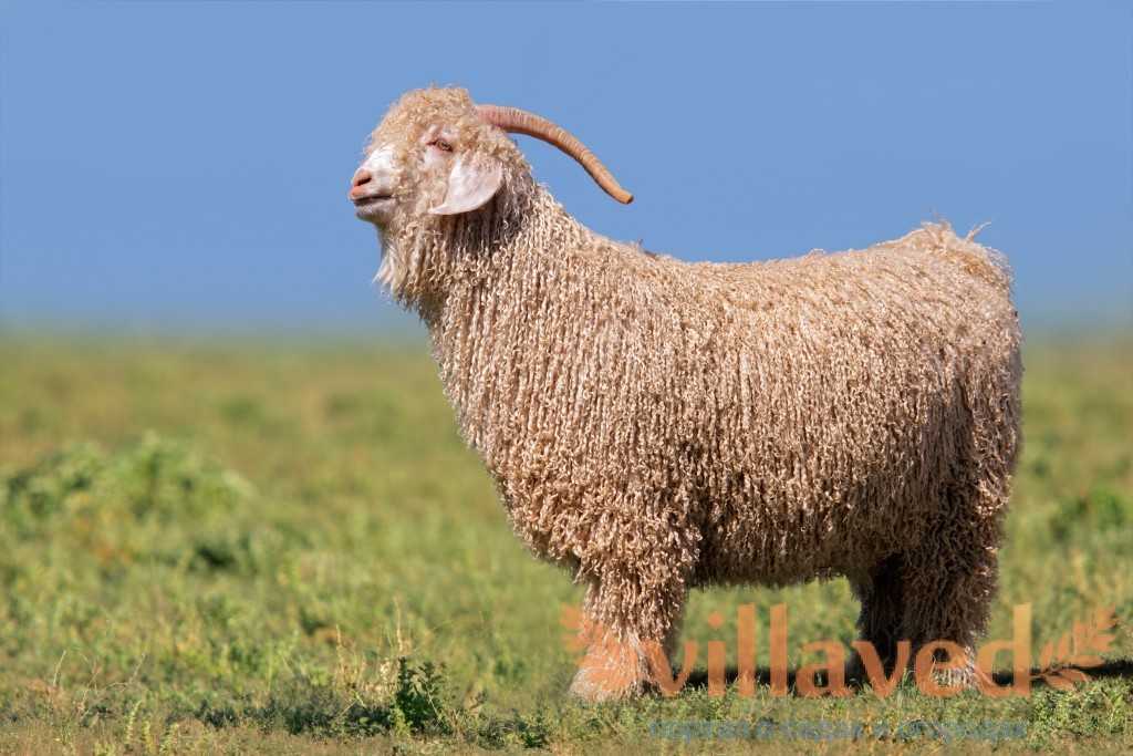 Камерунские козы карликовой породы: характеристики, описание и фото
