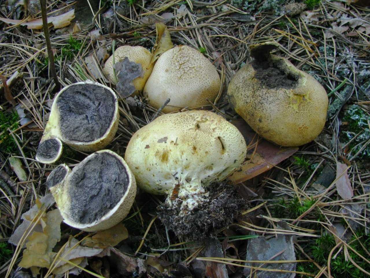 Ложнодождевик пятнистый: особенности внешнего вида, места произрастания, токсичность, отличия от съедобных грибов, лечебные свойств.