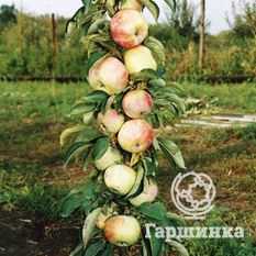 Лучшие сорта колоновидных яблонь для подмосковья, сибири и урала