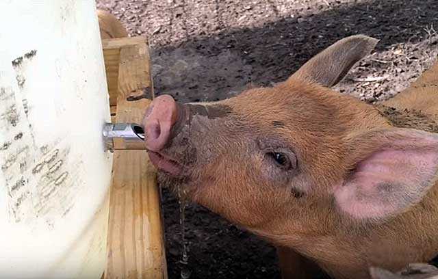 Поилки для свиней — особенности, виды и правила установки