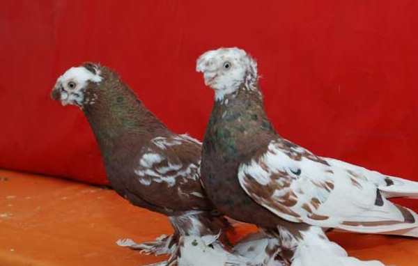 Узбекские голуби: двухчубые казахстана, игровые и бойные