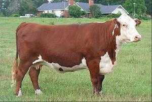 Герефордская порода коров: характеристика, отзывы + фото. Продуктивность, проблемы со здоровьем.