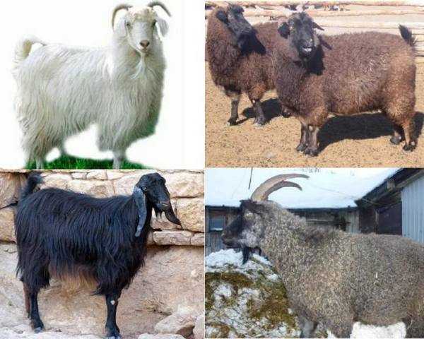 Пуховые козы (24 фото): ангорская и кашемировая, оренбургская и придонская породы с описанием, особенности шерсти