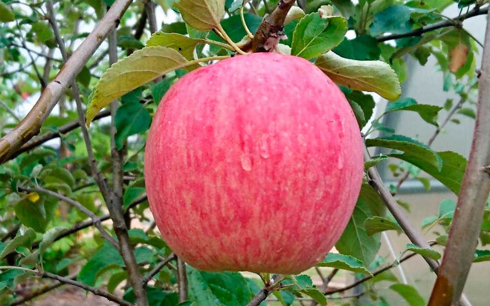 Яблоня летнее полосатое: отзывы, секреты выращивания, фото сорта