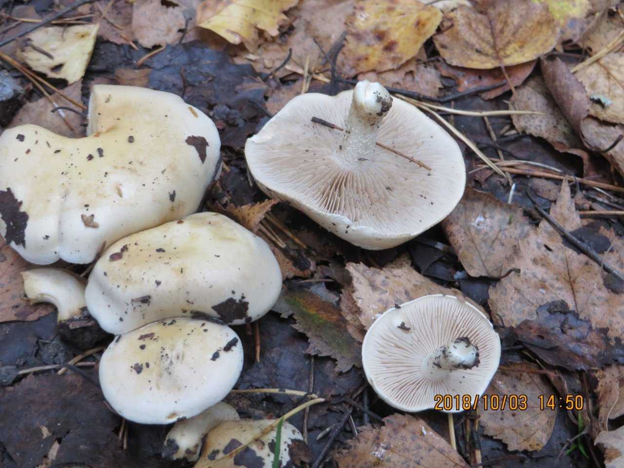 Описание и фото гриба бледная поганка: как выглядит и как отличить?
