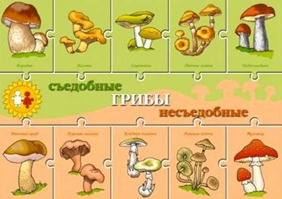 Самые красивые грибы в мире: фото, факты, описание