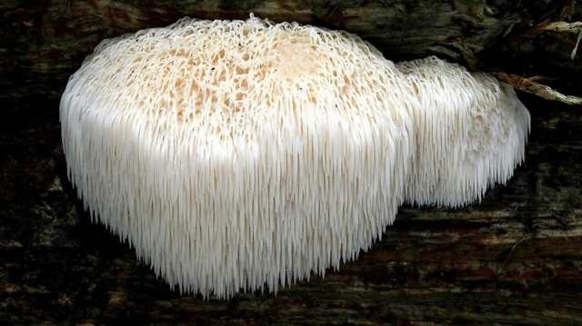 Ежевик гребенчатый: описание гриба, места распространения