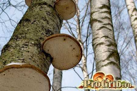 Трутовик ложный, описание древесного гриба