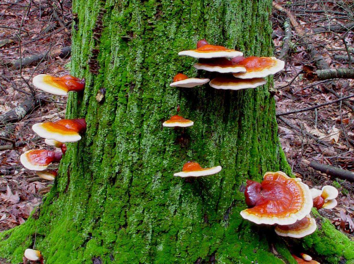 Маслёнок серый (suillus viscidus) –  грибы сибири
