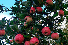Разнообразная яблоня россошанское