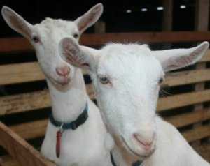 Зааненские козы: описание породы, содержание, уход, цена, фото