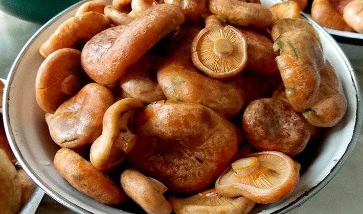 Засолка волнушек: как правильно солить грибы холодным и горячим способом на зиму