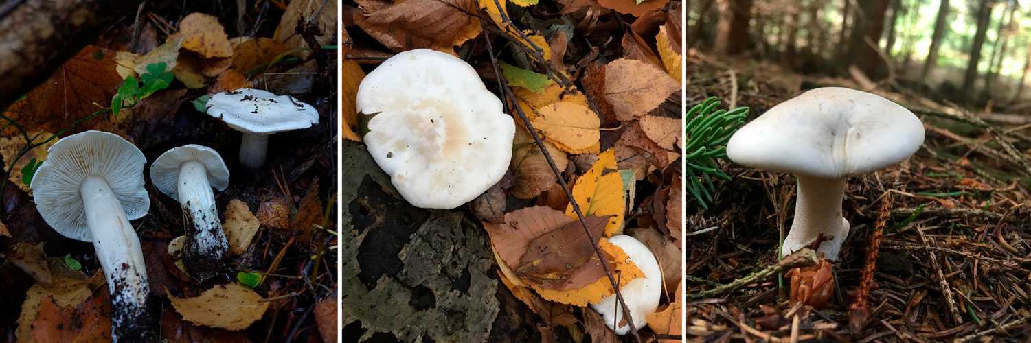 Энтолома собираемая (entoloma conferendum): как выглядят грибы, где и как растут, съедобны или нет