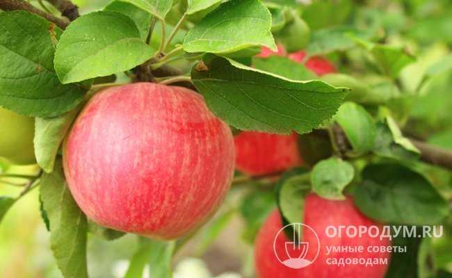Яблоня услада: описание сорта, фото, отзывы садоводов