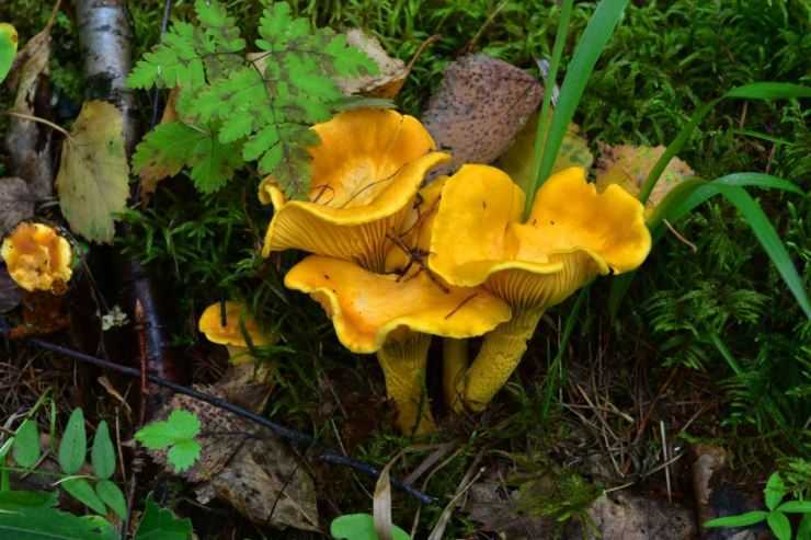 Ложная лисичка: фото и описания гриба, как отличить от съедобной и настоящей