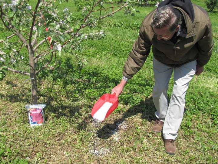 Химия или органика? весной или осенью? когда, чем и какой должна быть правильная подкормка яблони?