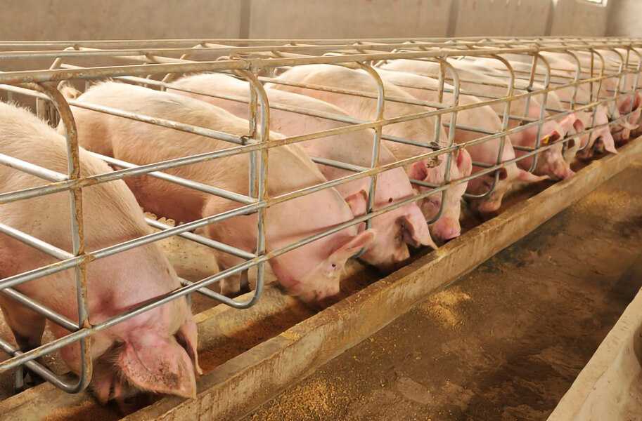 ᐉ выращивание поросят и свиней в домашних условиях и правильный уход за ними - zooon.ru