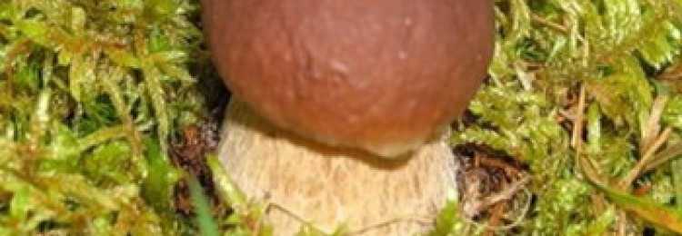 Где растут белые грибы