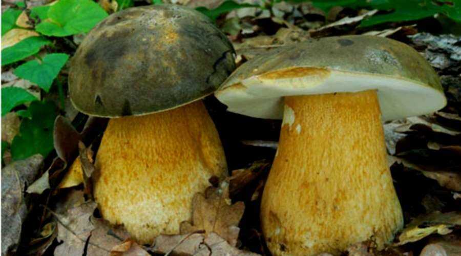 Польза и вред грибов