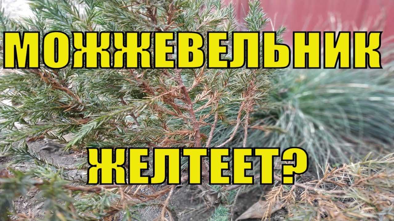 Почему желтеет туя советы и фото на supersadovnik.ru