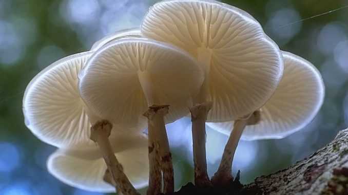 Как отличить белый гриб