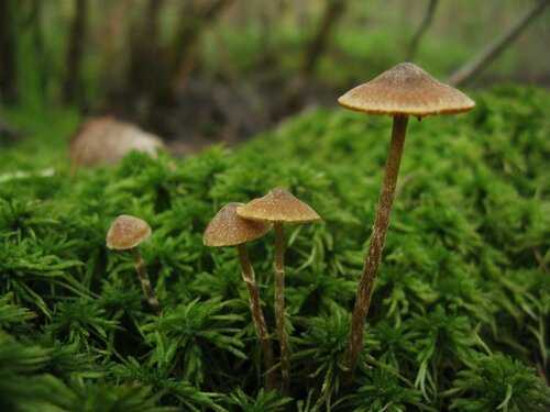 Болетин болотный - описание, где растет, ядовитость гриба