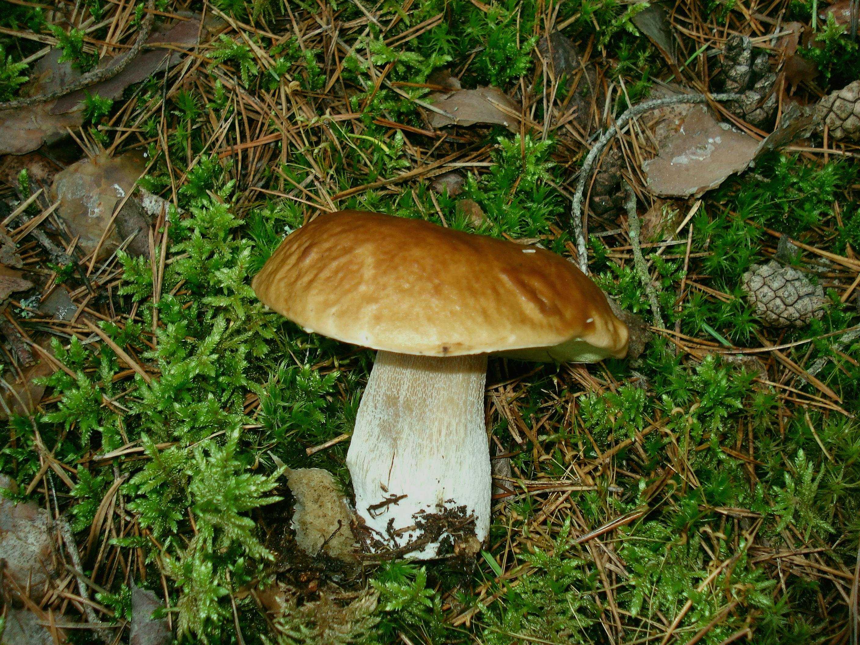 Как быстро растут белые грибы после дождя