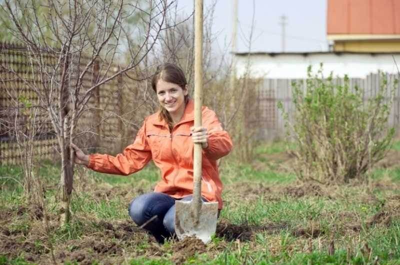 Как правильно посадить саженец плодового дерева весной: пошаговая инструкция