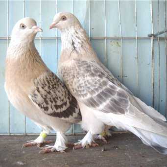 Турецкие бойные голуби такла: описание породы и содержание
