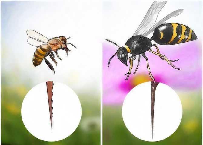 Отличия шмелей, пчел, шершней и ос |