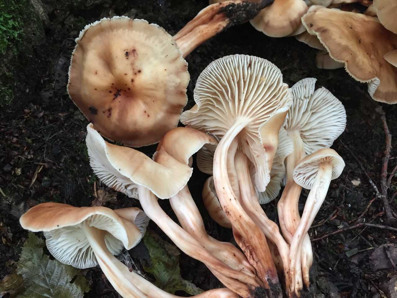 Коллибия сливающаяся (денежка сливающаяся, gymnopusconfluens): как выглядят грибы, где и как растут, съедобны или нет