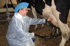 О доильном аппарате (технология доения коров в домашних условиях)