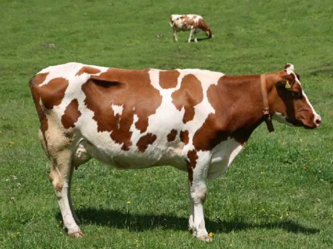 Айрширская порода коров: характеристика, фото, отзывы, история породы. Плюсы и минусы рогатых и комолых животных.