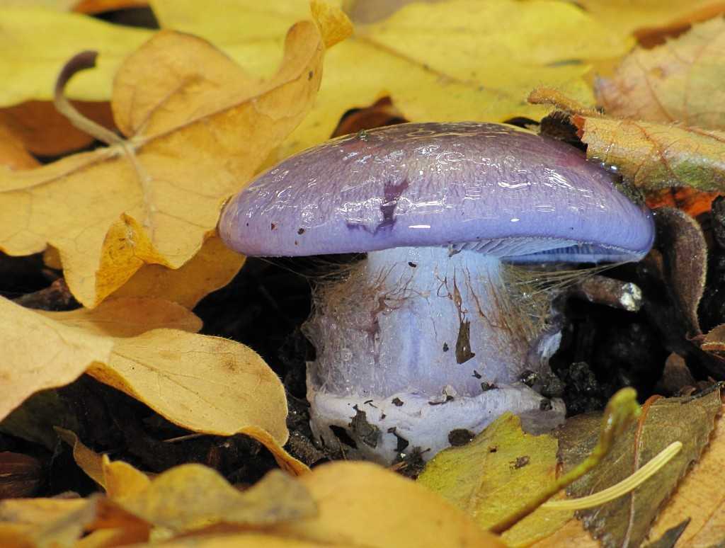 Паутинник сизо-голубой: описание и фото гриба, территория и особенности произрастания, съедобность плодовых тел. Ложные двойники вида.