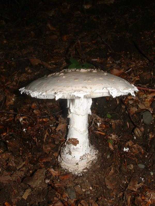 Мир мухоморов - грибы собираем