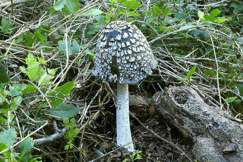 Навозник белый (копринус белый) - описание и фото гриба | съедобные грибы