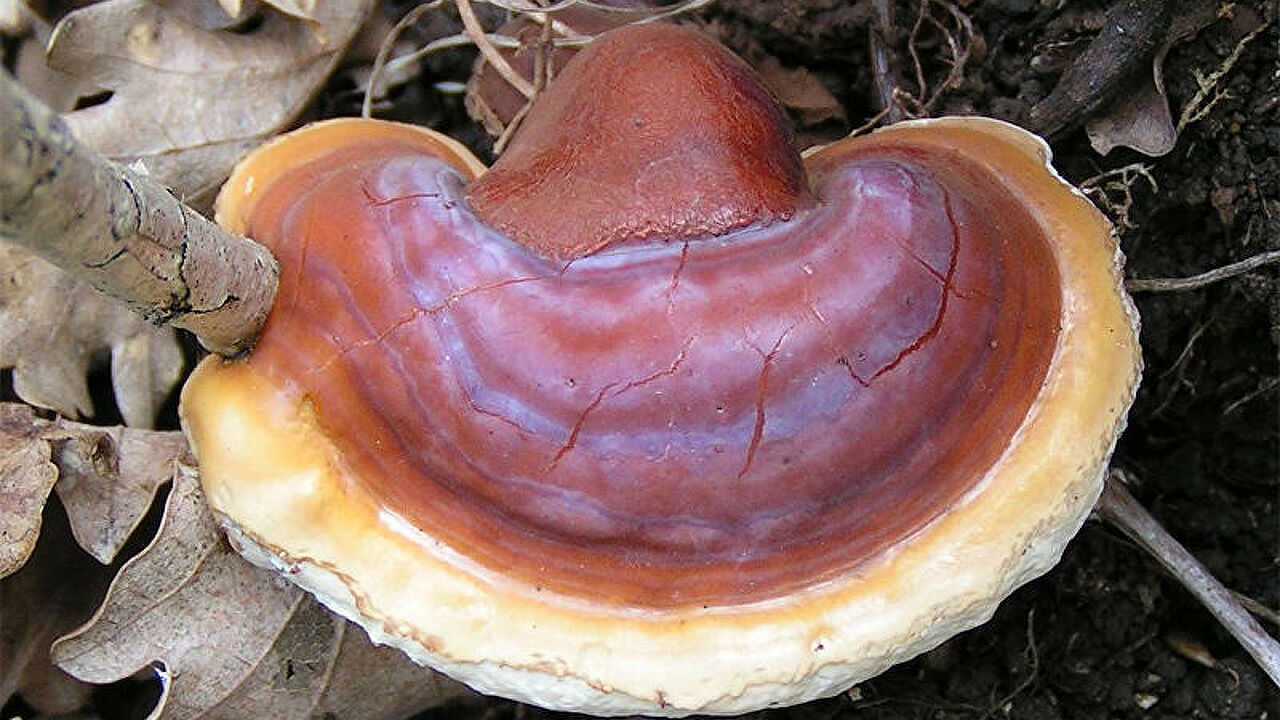 Капсулы споры гриба линчжи «ганодерма» (ganoderma spore) natural