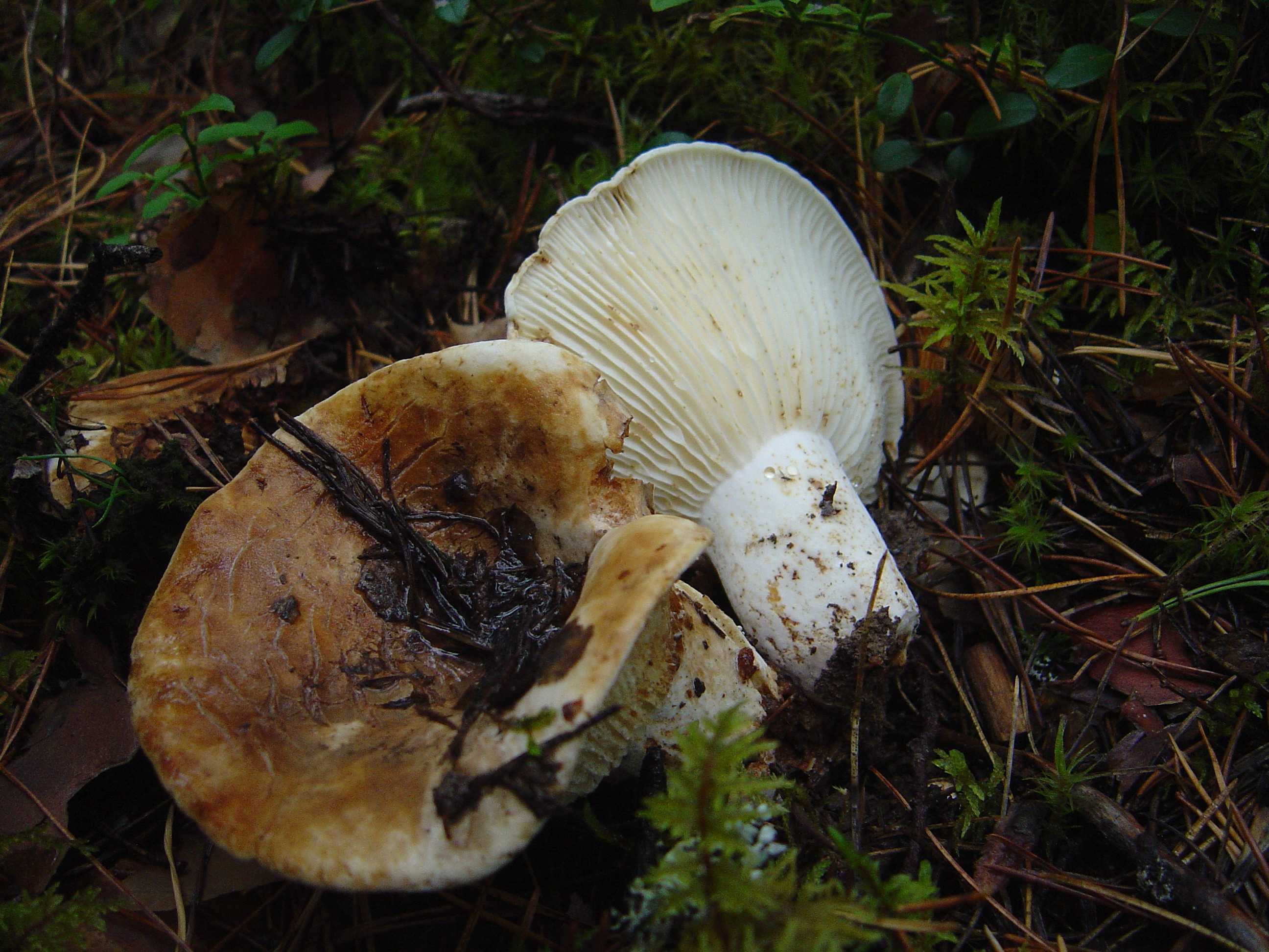 Как отличить съедобные грибы от несьедобных