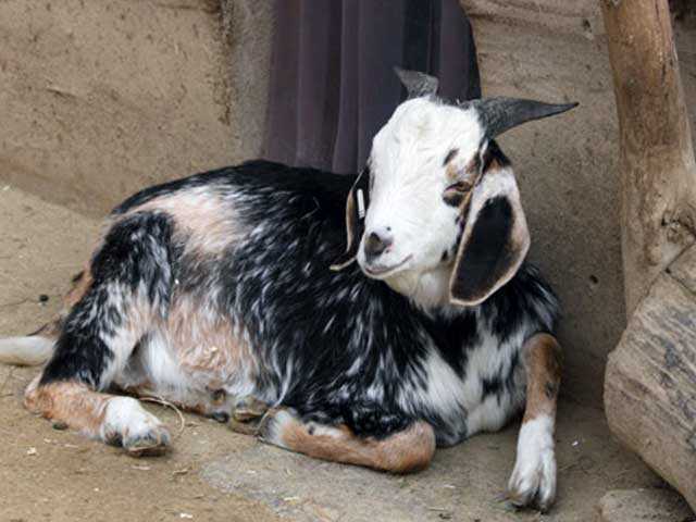 Пуховые козы: описание пород + фото, отзывы владельцев. Характеристики и особенности пород, советы по уходу.