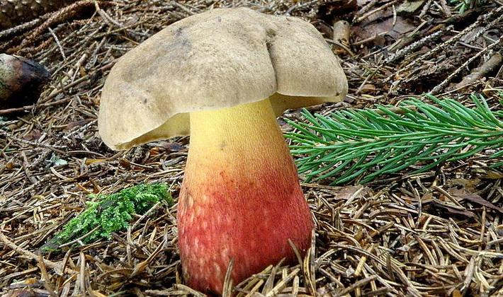 Белый гриб и его опасные или малосъедобные двойники - грибы собираем