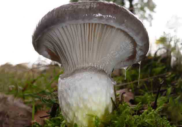 Мокруха сосновая (пурпуровая): описание, свойства, рецепты. фото гриба