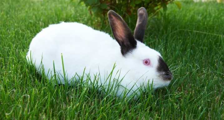 Обзор породы калифорнийский кролик: описание, содержание и уход, разведение