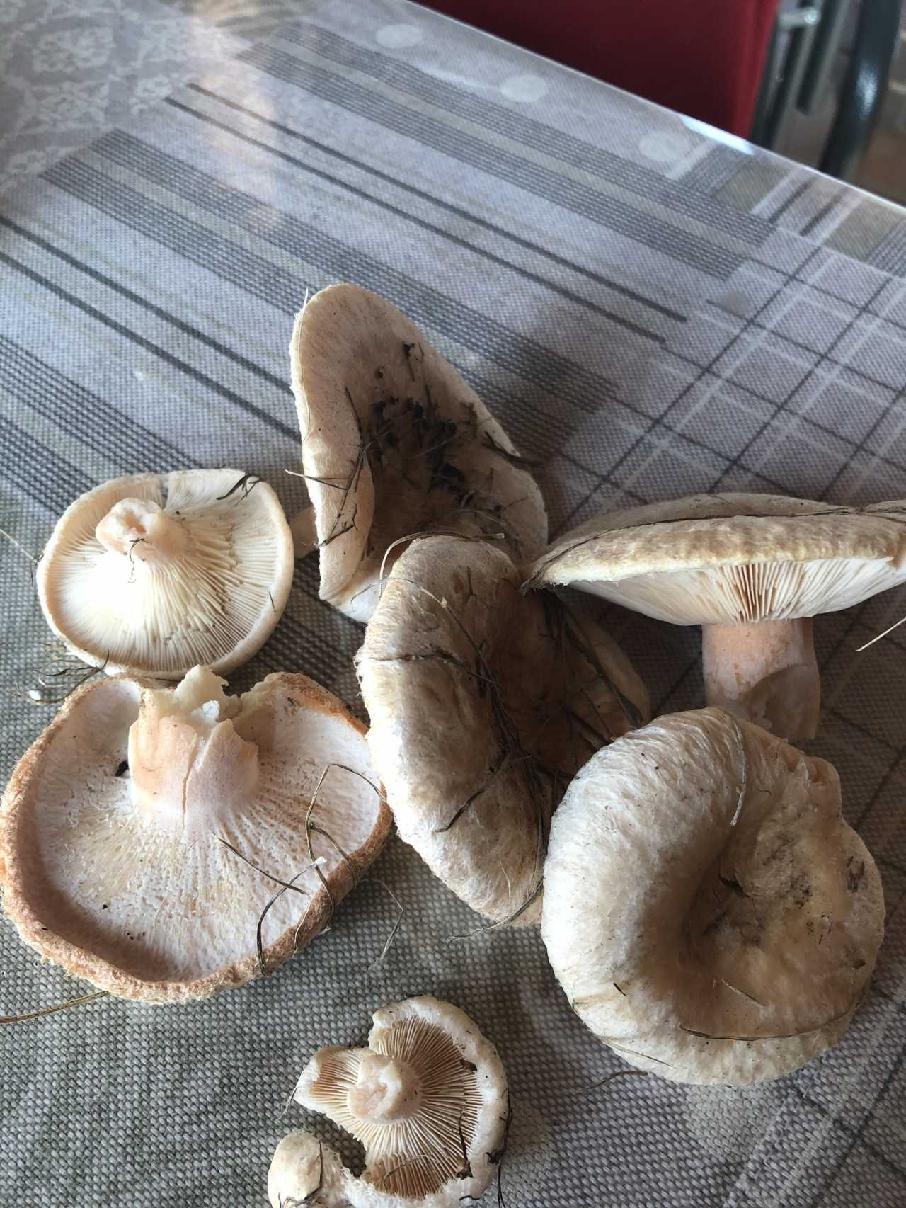 Описание грибов белянок и как их солить (+25 фото)?