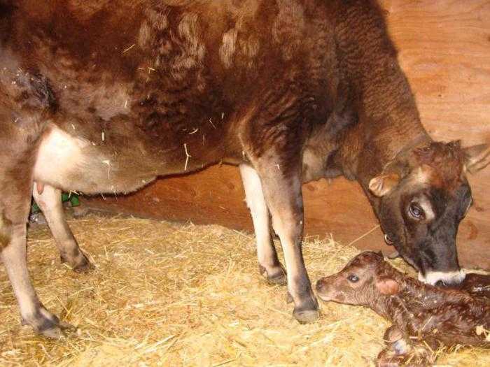 Нет аппетита у коровы: что делать и почему он может пропадать после отёла