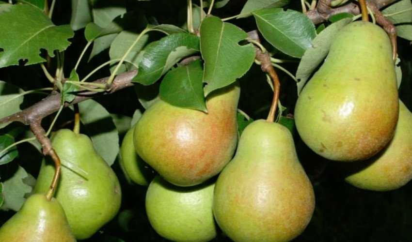 Особенности выращивания груши бергамот – dachampion