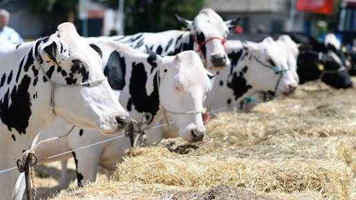 Рассматриваем всевозможные причины сбавления удоя коровы
