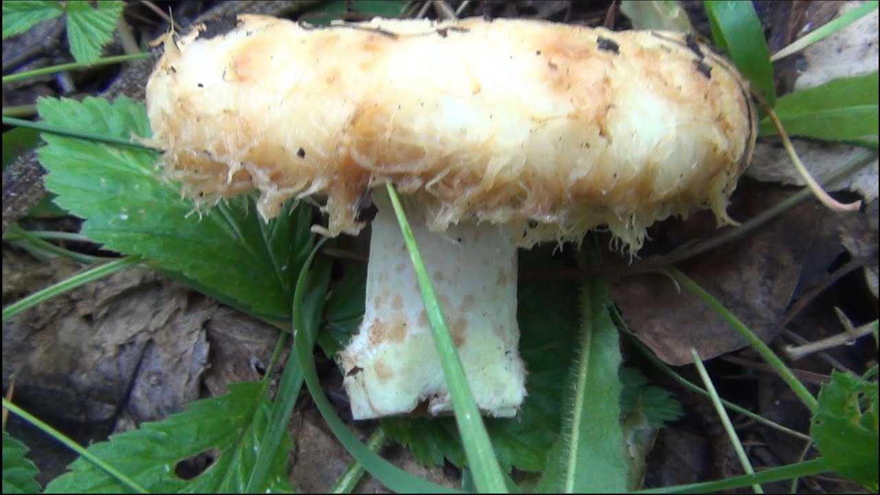 Виды груздей (настоящий, перечный и синеющий): фото, полезные свойства, применение грибов в кулинарии