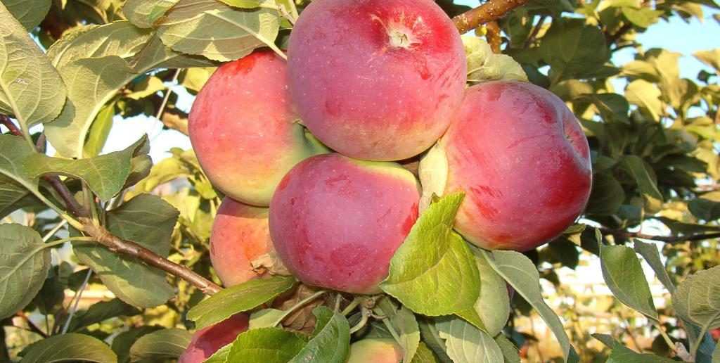 Описание сорта яблони анис полосатый: фото яблок, важные характеристики, урожайность с дерева