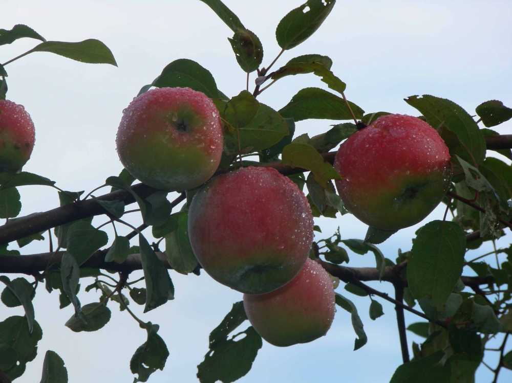 Яблоня июльское черненко — особенности сорта